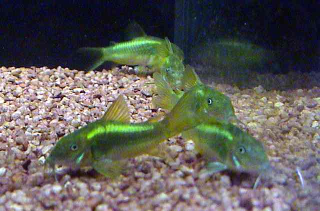 corydoras_aeneus_green.jpg