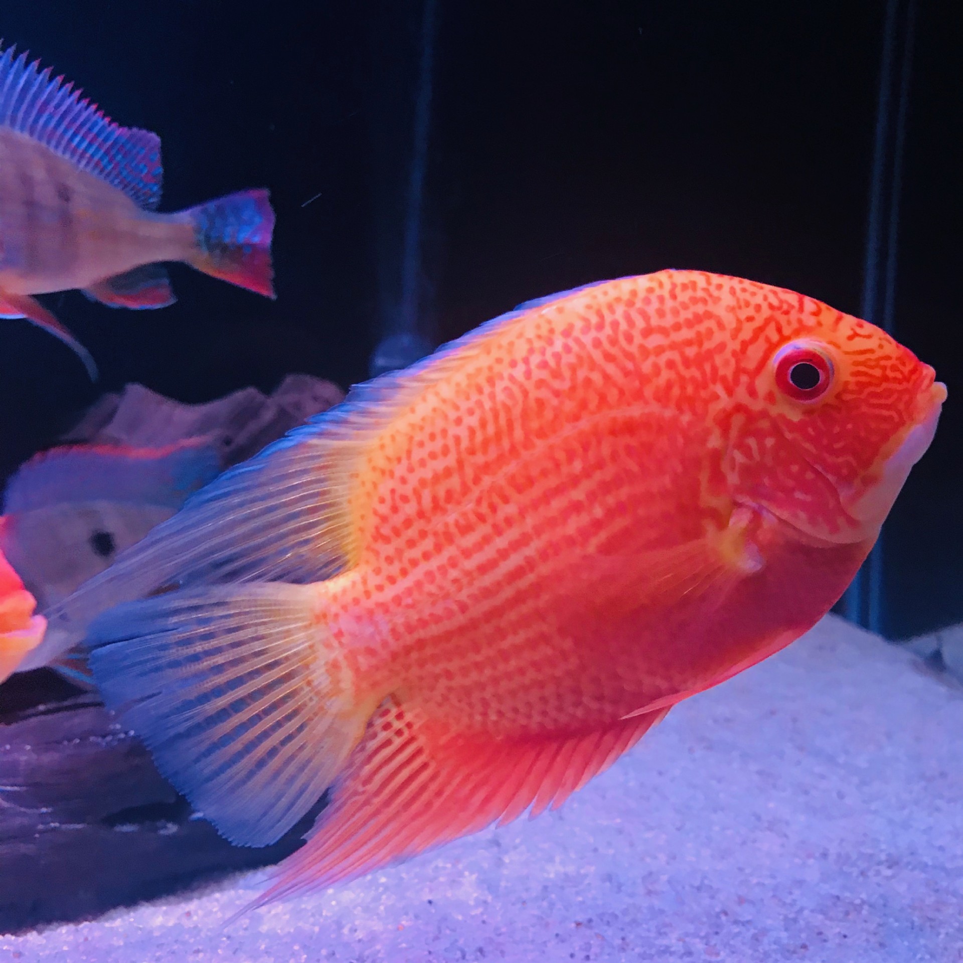 süper red severum.