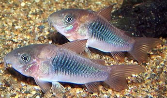 Panda p (Corydoras panda)