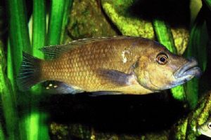 Labrosus (Melanochromis labrosus)