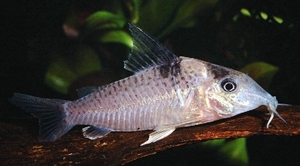 Altnba p (Corydoras amandajanea)