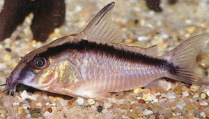 Kemerli p (Corydoras arcuatus)