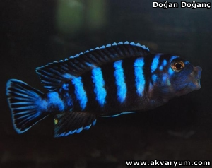 demasoni