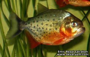 Piranha Resimleri