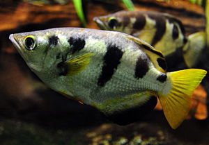 Oku Bal, Archer Fish (Toxotes jaculatrix)