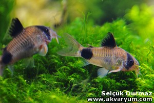 Panda p (Corydoras panda)