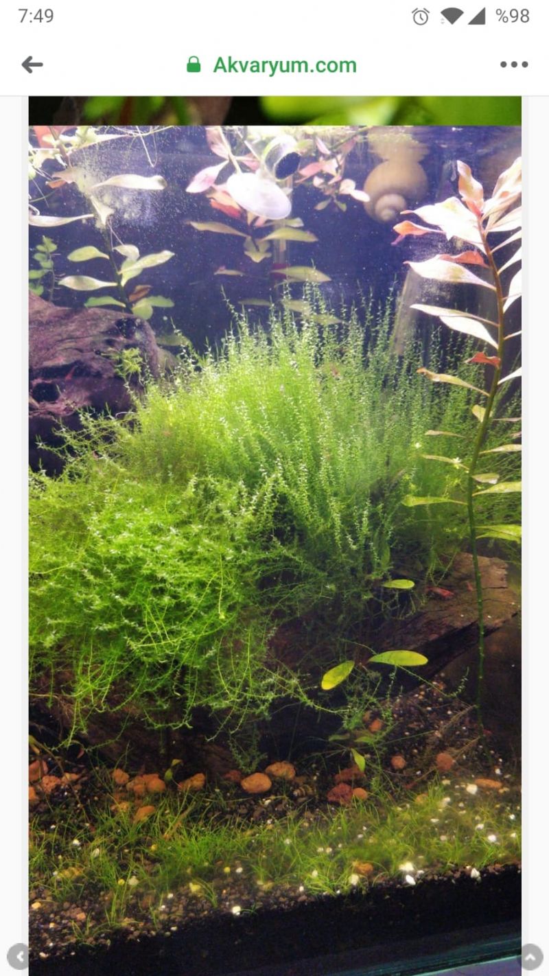 java moss in tank java moss in tank
