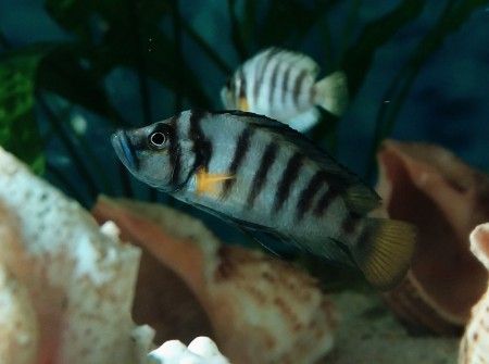 oasis tanganyika fish center uretim ilani