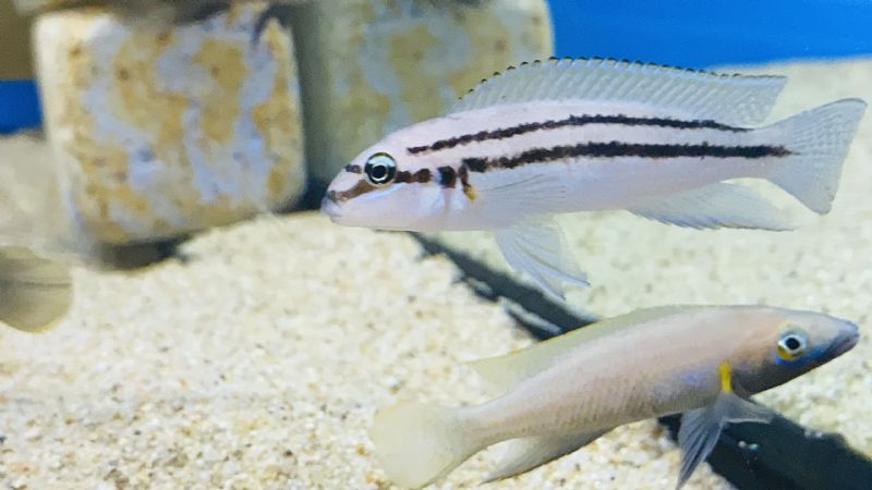 nadir tanganyika turleri ilani